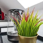 Blue Chili 19 Schöne Dachterasse Zentral Modern Bis 4 Pers * Magdeburg